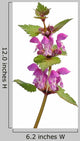 Spotted Deadnettle Lamium Maculatum Wall Decal