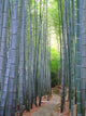 Bamboo Forest Wall Decal