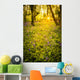 Sunrise Bluebell Woods Wall Decal