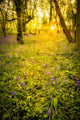 Sunrise Bluebell Woods Wall Decal