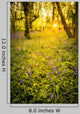 Sunrise Bluebell Woods Wall Decal