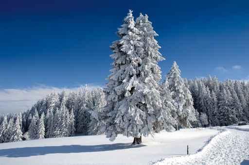 Winterlandschaft 6 Wall Decal