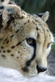Wildlife and Animals Cheetah Wall Decal