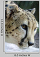 Wildlife and Animals Cheetah Wall Decal