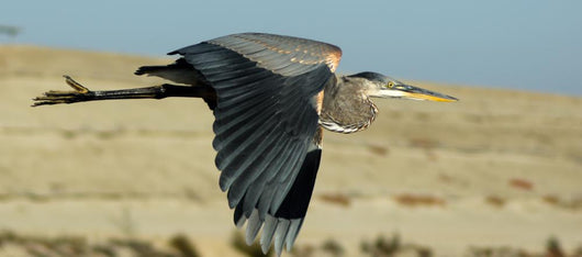 Great Blue Heron Flight Wall Decal