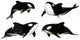 Killer Whale Pack Wall Decal
