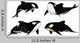 Killer Whale Pack Wall Decal