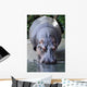 Wildlife and Animals Hippopotamus Wall Decal