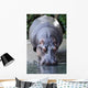 Wildlife and Animals Hippopotamus Wall Decal
