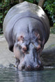 Wildlife and Animals Hippopotamus Wall Decal