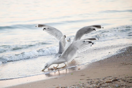Seagulls Sea with Open Wall Decal