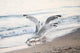 Seagulls Sea with Open Wall Decal