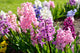 Hyacinth Flowers Close-up Garden Wall Decal