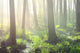 Forest Swamp Fog Sunrise Wall Decal