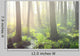 Forest Swamp Fog Sunrise Wall Decal