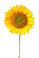 Sunflower White with Clipping Wall Decal
