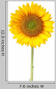 Sunflower White with Clipping Wall Decal