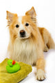 Dog Reading for Bath Wall Decal