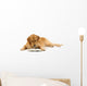Golden Retriever Read Book Wall Decal
