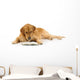 Golden Retriever Read Book Wall Decal