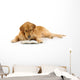 Golden Retriever Read Book Wall Decal