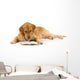 Golden Retriever Read Book Wall Decal