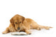Golden Retriever Read Book Wall Decal
