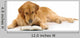 Golden Retriever Read Book Wall Decal