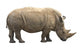 African Rhino Wall Decal
