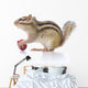 Chipmunk Eating Grapes Wall Decal