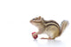 Chipmunk Eating Grapes Wall Decal