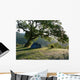 Sous Le Noyer Wall Decal