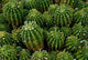 Cactus Wall Decal