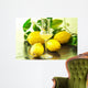 Limoncello Glass with Fresh Wall Decal