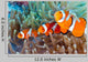 Clownfish Wall Decal