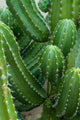 Cactus Close-up Wall Decal