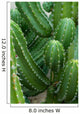 Cactus Close-up Wall Decal