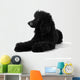 Poodle Sleepy Black White Wall Decal