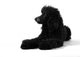 Poodle Sleepy Black White Wall Decal