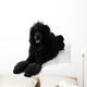 Poodle Lying Wall Decal