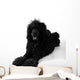 Poodle Lying Wall Decal