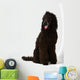 Poodle Sitting 2 Wall Decal