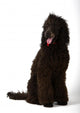 Poodle Sitting 2 Wall Decal