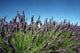 Lavender Bush Wall Decal
