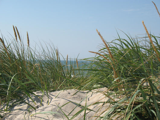 Beach Plants Wall Decal