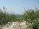Beach Plants Wall Decal