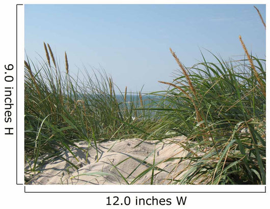 Beach Plants Wall Decal