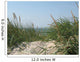 Beach Plants Wall Decal