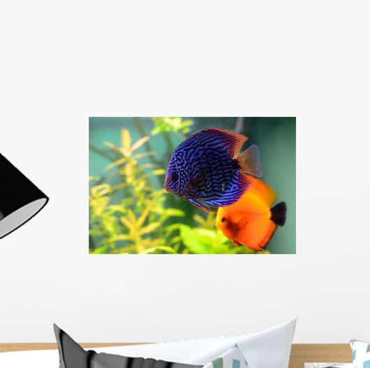 Blue and Orange Discus Wall Decal