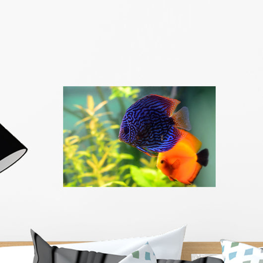Blue and Orange Discus Wall Decal
